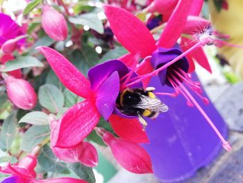 Close-up of bee pollinating flower