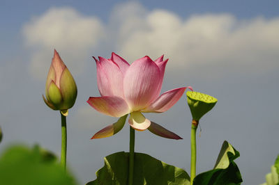 Close-up of pink water lily in pond