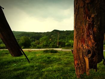 Tree trunk on field against sky