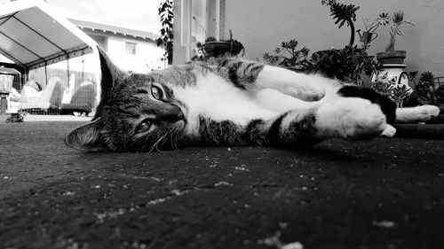 Surface level view of cat lying on footpath in back yard