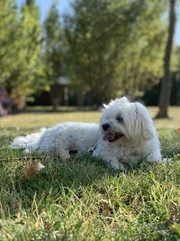 White dog lying on grass