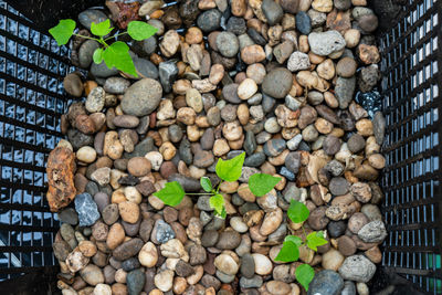 High angle view of vegetables on pebbles