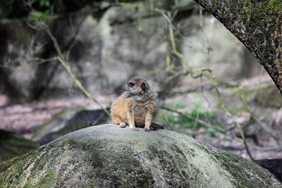 View of lizard on rock