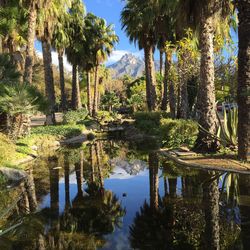 Reflection of trees in lake