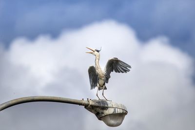 Close-up of bird perching against sky