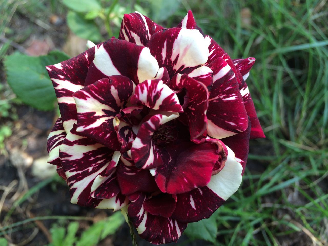 MACRO SHOT OF FLOWER HEAD