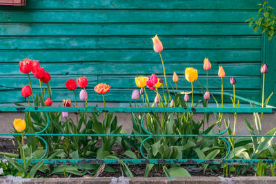 Close-up of flowering plants against wooden wall