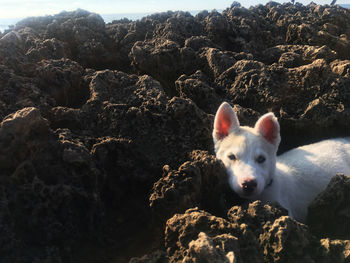 Portrait of an animal on rock