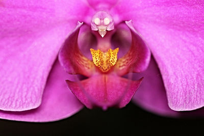 Close-up of pink rose