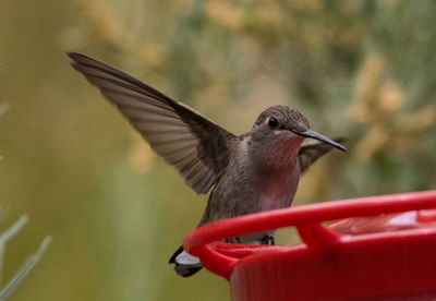 Close-up of a bird flying