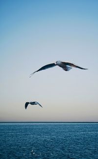 Seagull flying over sea against sky