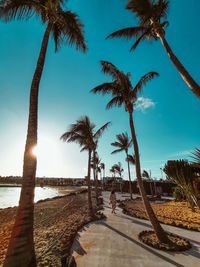 Palm trees on beach against sky