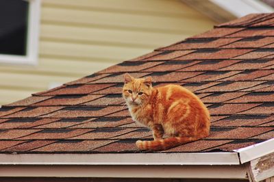 Low angle view of cat sitting on roof