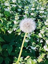 Close-up of white dandelion flowers blooming in field