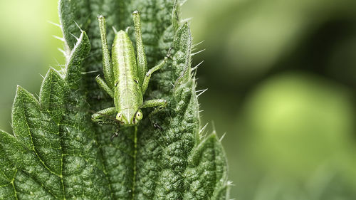 Close-up of caterpillar on plant