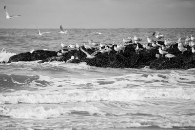 Seagulls on beach