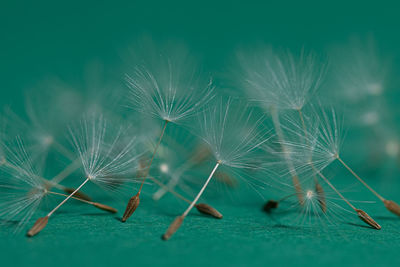 Close-up of dandelion on plant