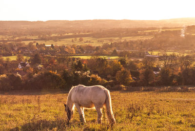 Horse grazing on landscape