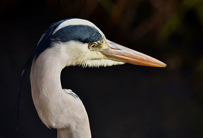 Close-up of grey heron 