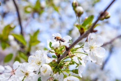 Close-up of bee on white flower