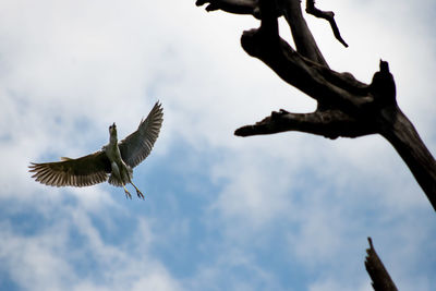 Low angle view of eagle flying against sky