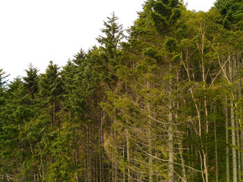 Low angle view of trees in forest