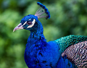 Close-up of peacock