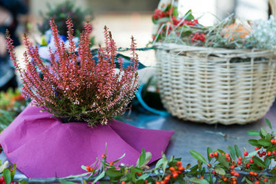 Close-up of pink flowering plants in basket