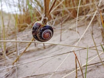 Close-up of snail on dry leaf