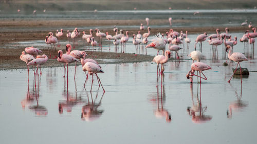 A flurry of flamingos at lake magadi, rift valley, kenya