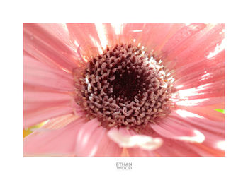 Close-up of flower against blurred background