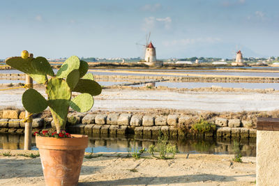 Potted plant by sea against sky