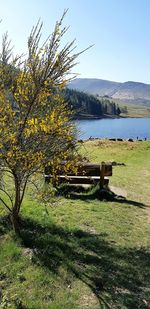Plants growing on field by lake against sky