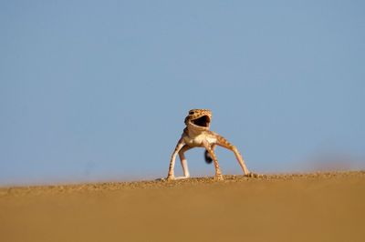 Close-up of lizard toad-headed agama on field