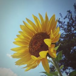 Close-up of sunflower against clear sky