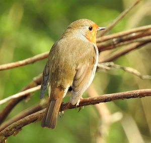 Close-up of bird perching on branch