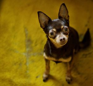 Portrait of cute puppy