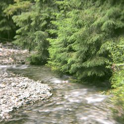 Scenic view of river flowing through rocks in forest