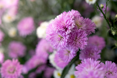 Close-up of flowers blooming outdoors