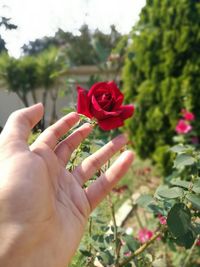 Close-up of hand holding red rose