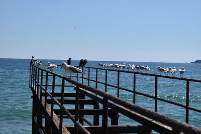 Seagulls on sea shore against clear sky