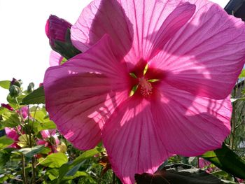 Close-up of pink hibiscus blooming outdoors