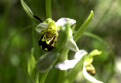 Close-up of insect on flower