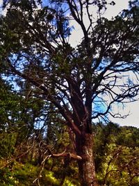 Low angle view of trees against sky