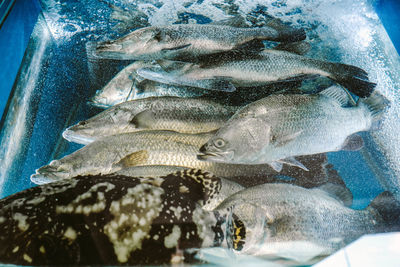 Close-up of seafood in water