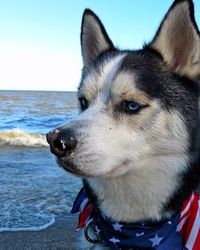 Close-up portrait of dog at beach against sky