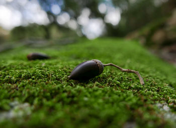 Close-up of acorn on moss