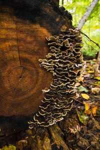 Close-up of tree trunk