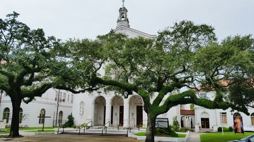 Trees in front of buildings