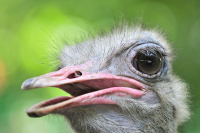 Close-up of ostrich 